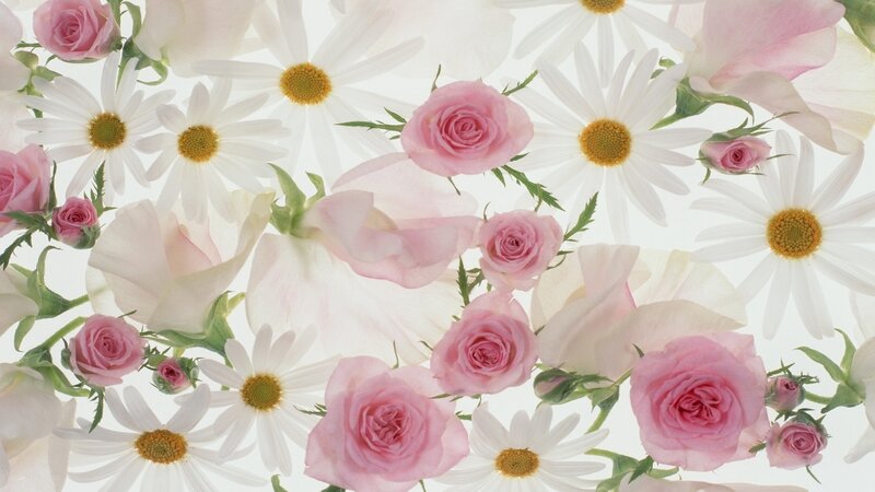 Pink Roses and Daisies — Serene, Spring, Photograph