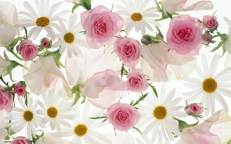 Pink Roses and Daisies — Serene, Spring