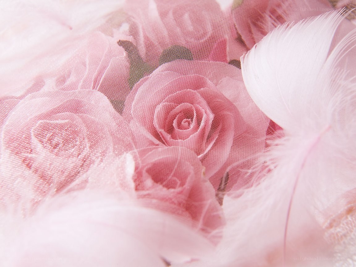 Pink roses and feathers