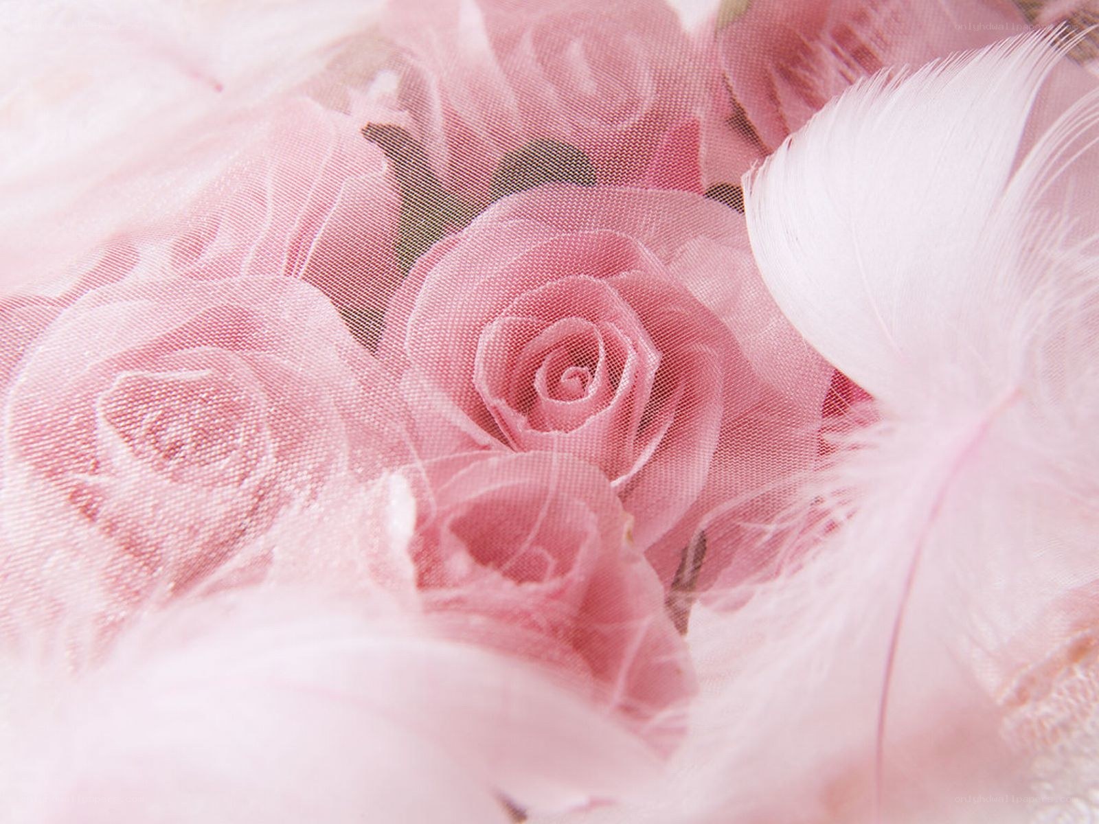 Pink roses and feathers