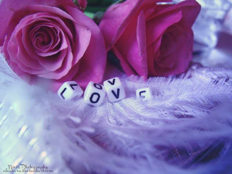 Pink Roses and Feathers — Purple