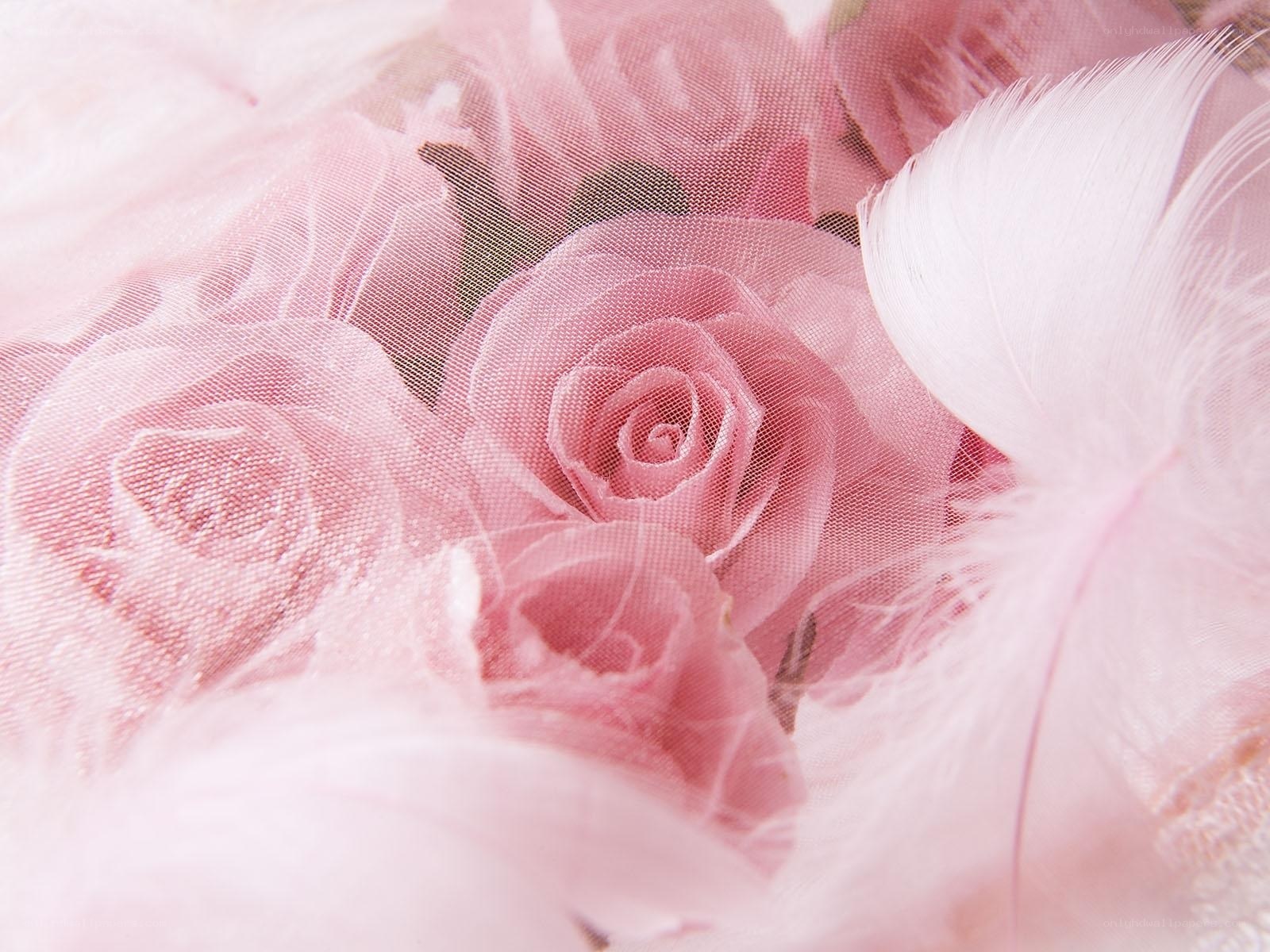 pink roses and feathers
