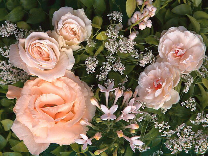 Pink Roses and Filler Flowers