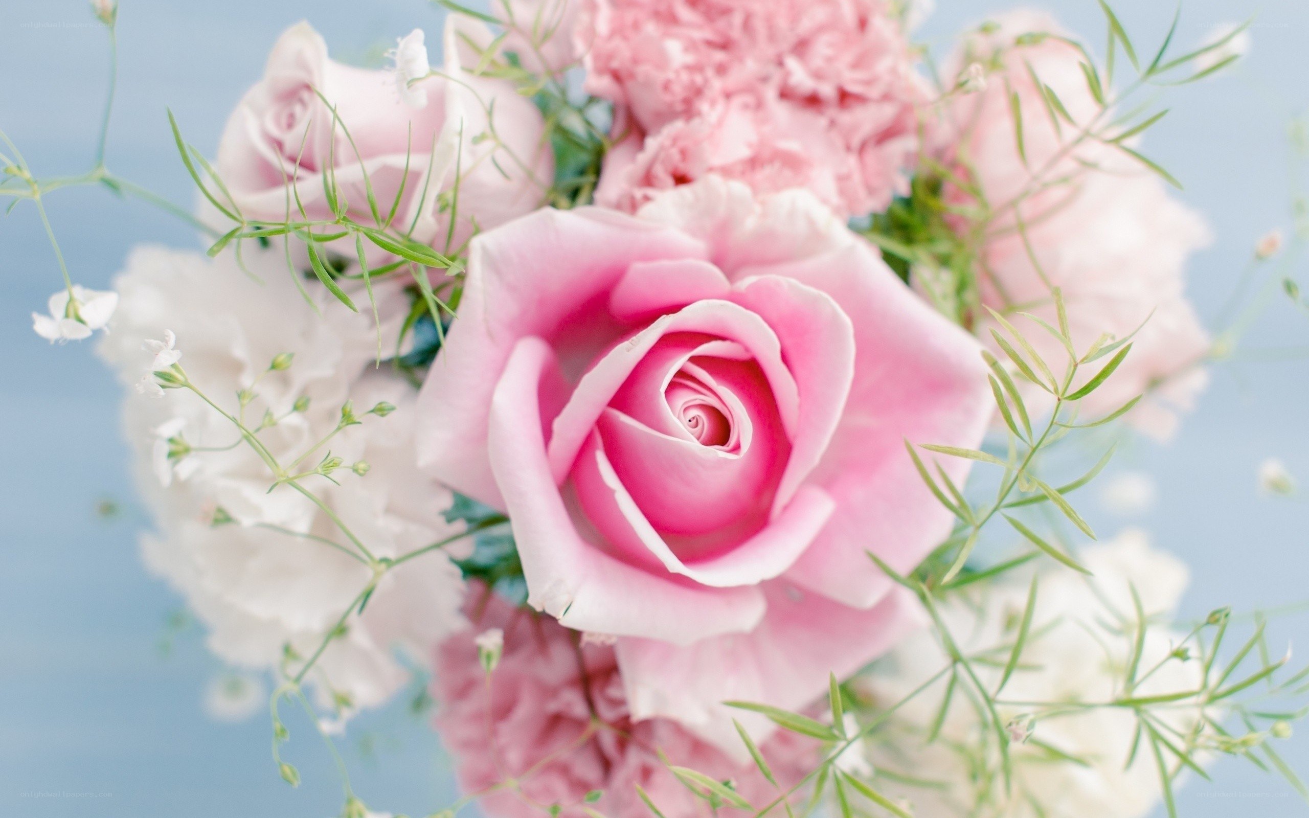 pink roses and flowers