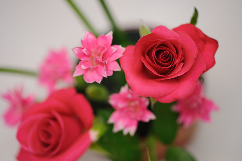 Pink Roses and Flowers — Calm, Photograph