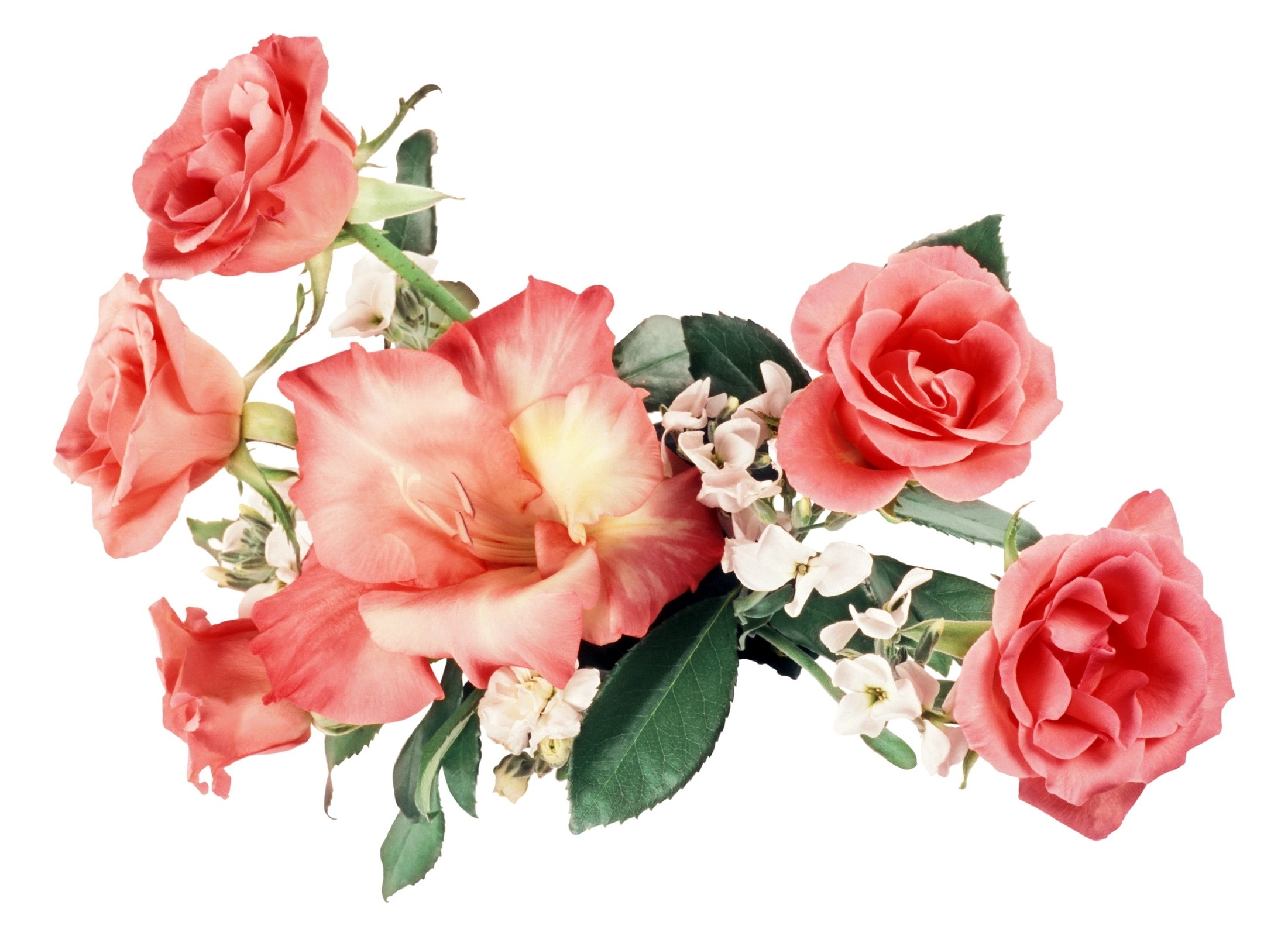 pink roses and flowers
