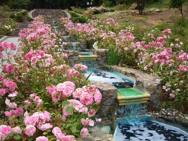 Pink Roses and Fountain — Serene