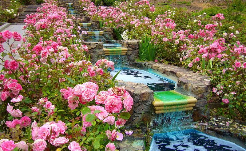 Pink Roses and Fountain