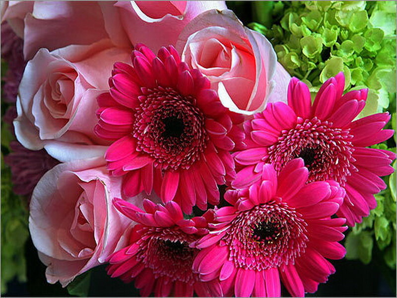 Pink Roses and Gerbera Daisies