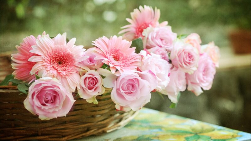 Pink Roses and Gerberas — Serene, Afternoon