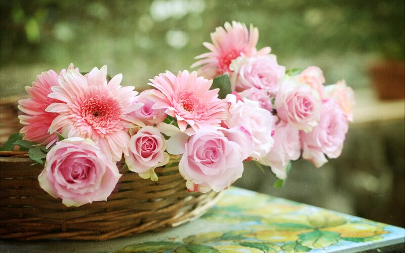 Pink Roses and Gerberas — Serene, Spring, Photograph