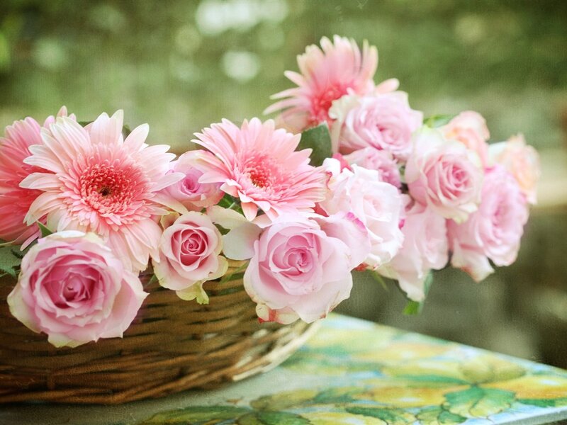 Pink Roses and Gerberas — Serene, Spring