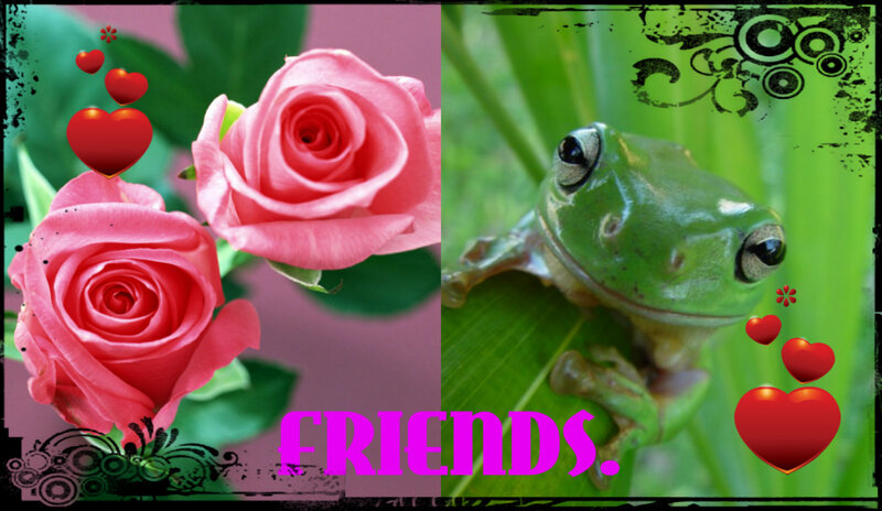 Pink Roses and Green Frog
