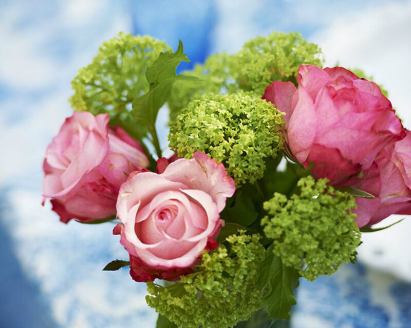 Pink Roses and Green Hydrangeas