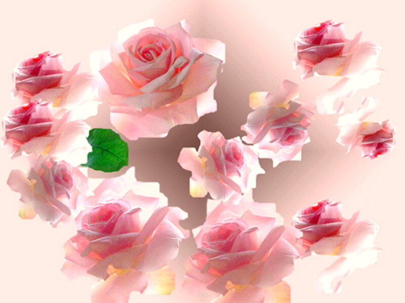 Pink Roses and Green Leaf