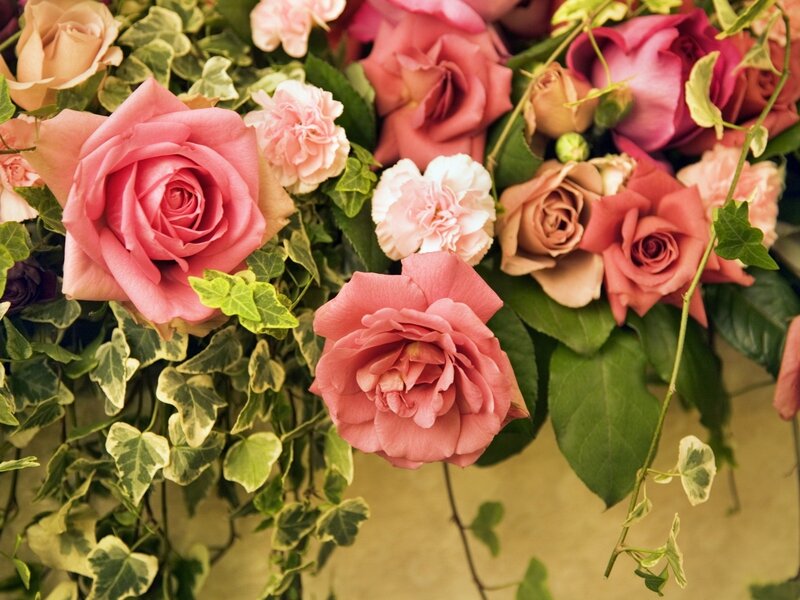 Pink Roses and Green Leaves — Calm, Photograph, Carnations