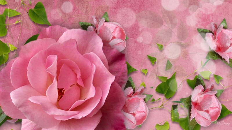Pink Roses and Green Leaves — Serene