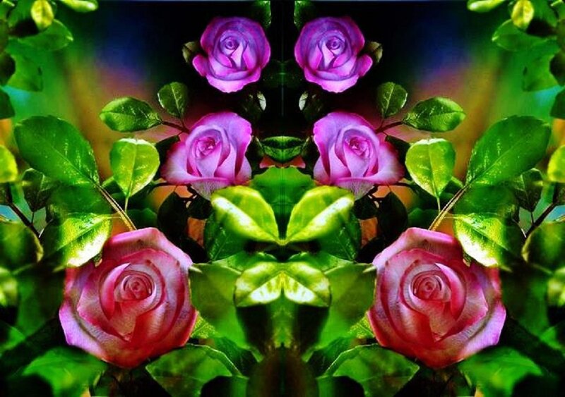 Pink Roses and Green Leaves — Symmetrical