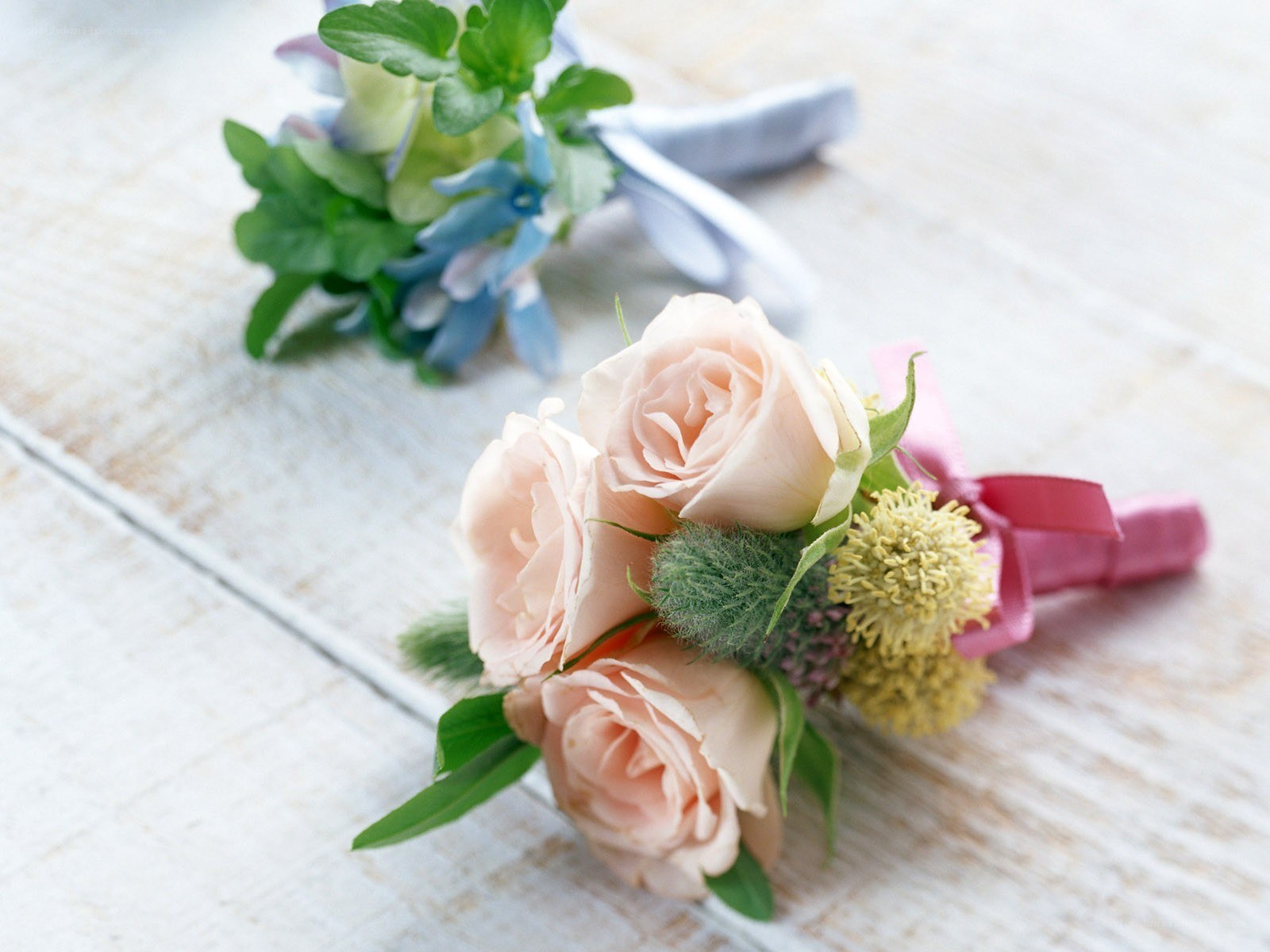 Pink roses and greenery