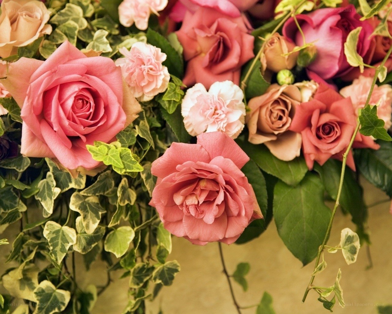 Pink roses and greenery
