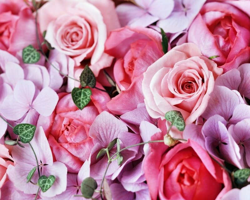 Pink roses and hydrangeas