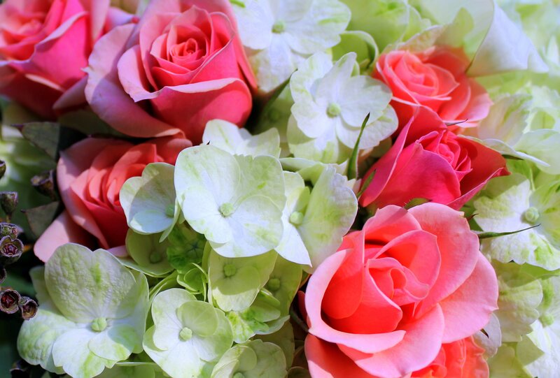 Pink Roses and Hydrangeas — Calm, Afternoon
