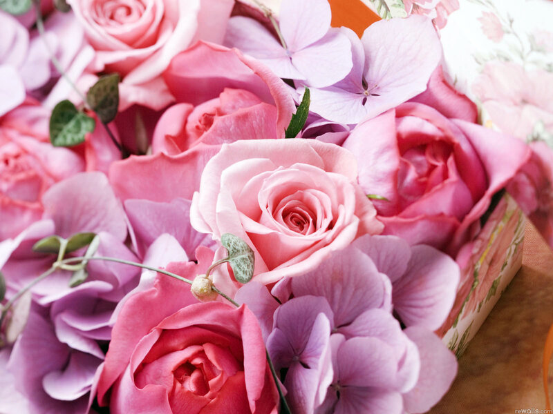 Pink Roses and Hydrangeas — Calm, Photograph, Flowers