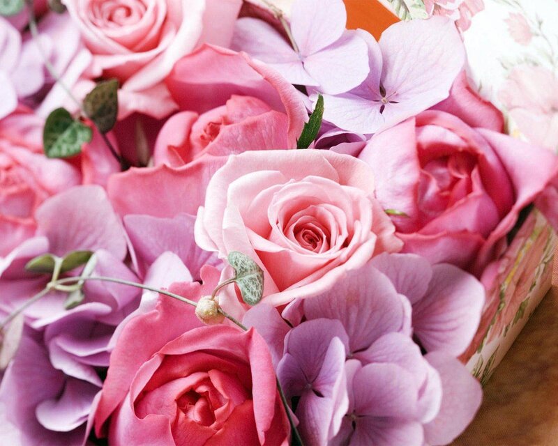 Pink Roses and Hydrangeas — Calm, Photograph, Leaves