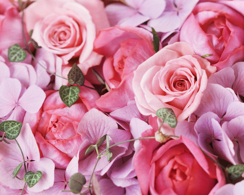 Pink Roses and Hydrangeas — Calm