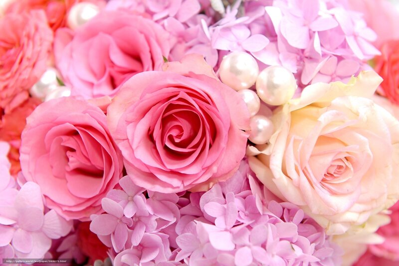 Pink roses and hydrangeas