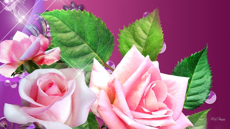 Pink Roses and Leaves