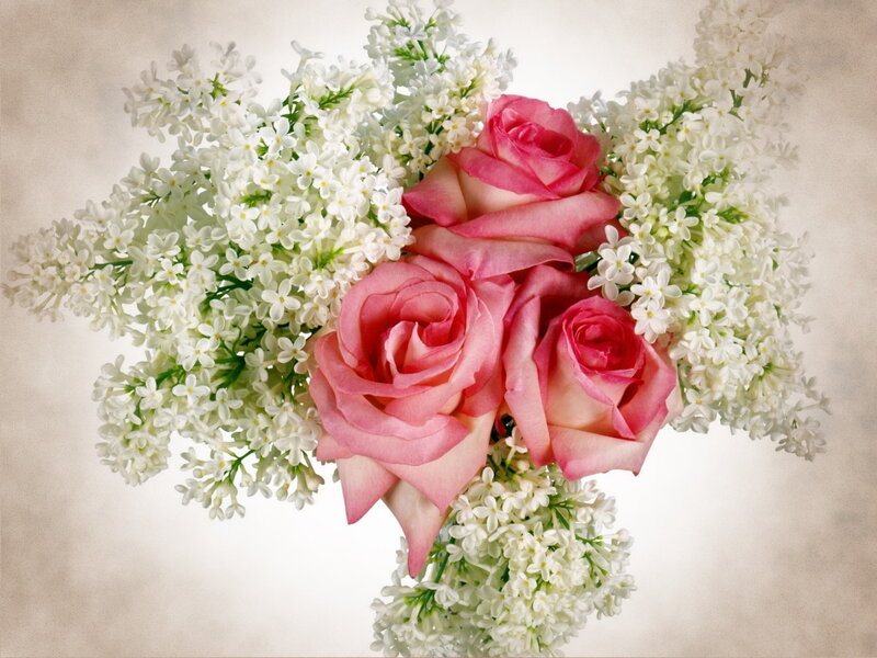 Pink Roses and Lilacs — Serene