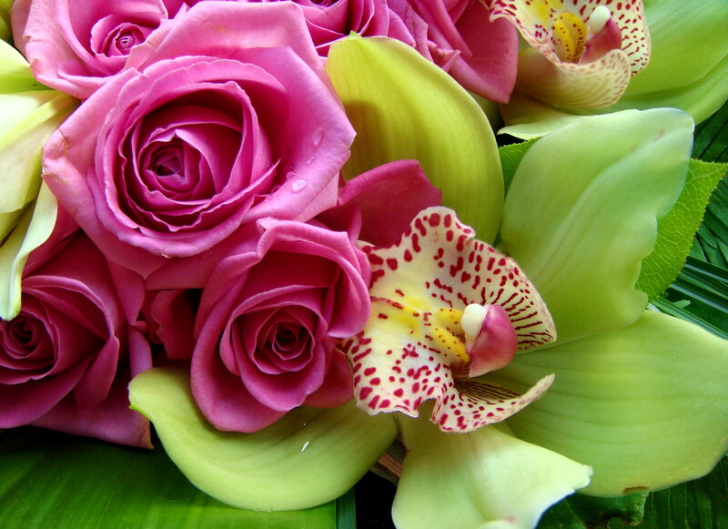 Pink Roses and Orchids — Vibrant