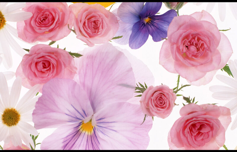 Pink Roses and Pansies