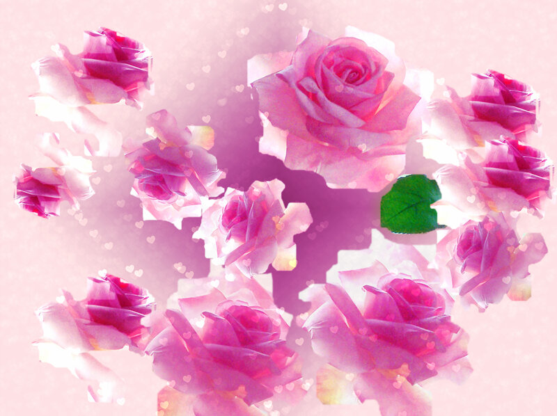 Pink Roses and Petals — Romantic