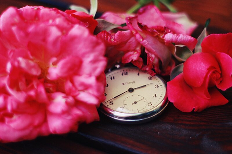 Pink Roses and Pocket Watch — Calm