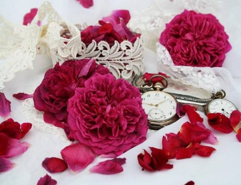 Pink Roses and Pocket Watches