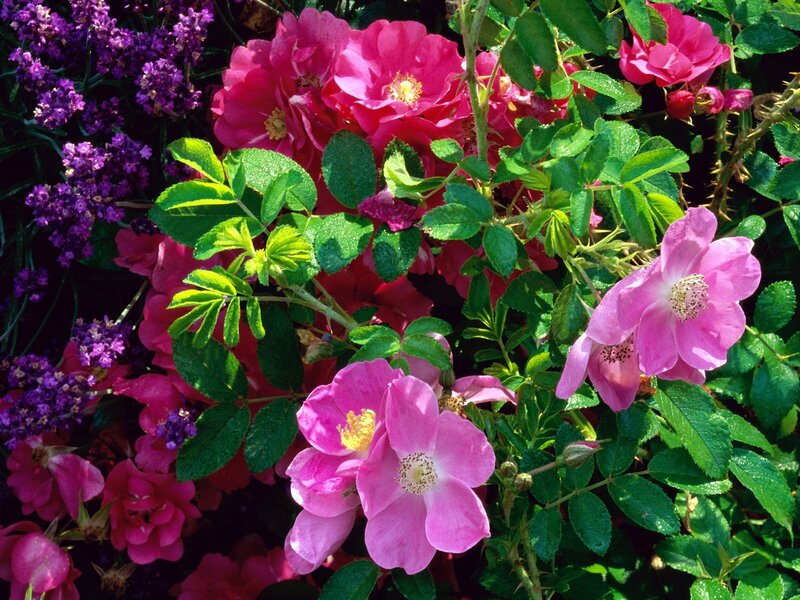 Pink roses and purple flowers
