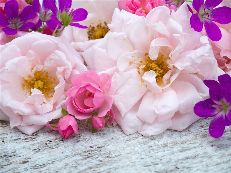 Pink Roses and Purple Flowers — Calm, Spring