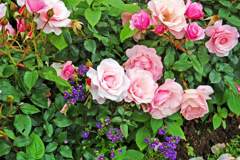 Pink Roses and Purple Flowers — Serene, Spring