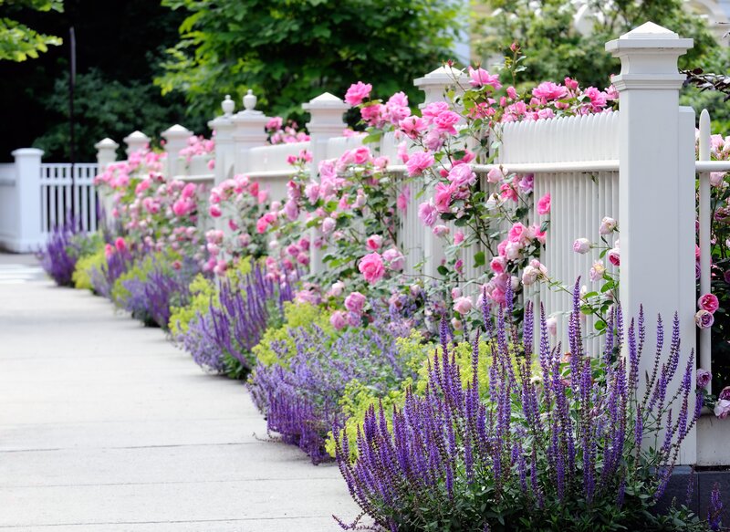 Pink Roses and Purple Flowers — Serene, Summer