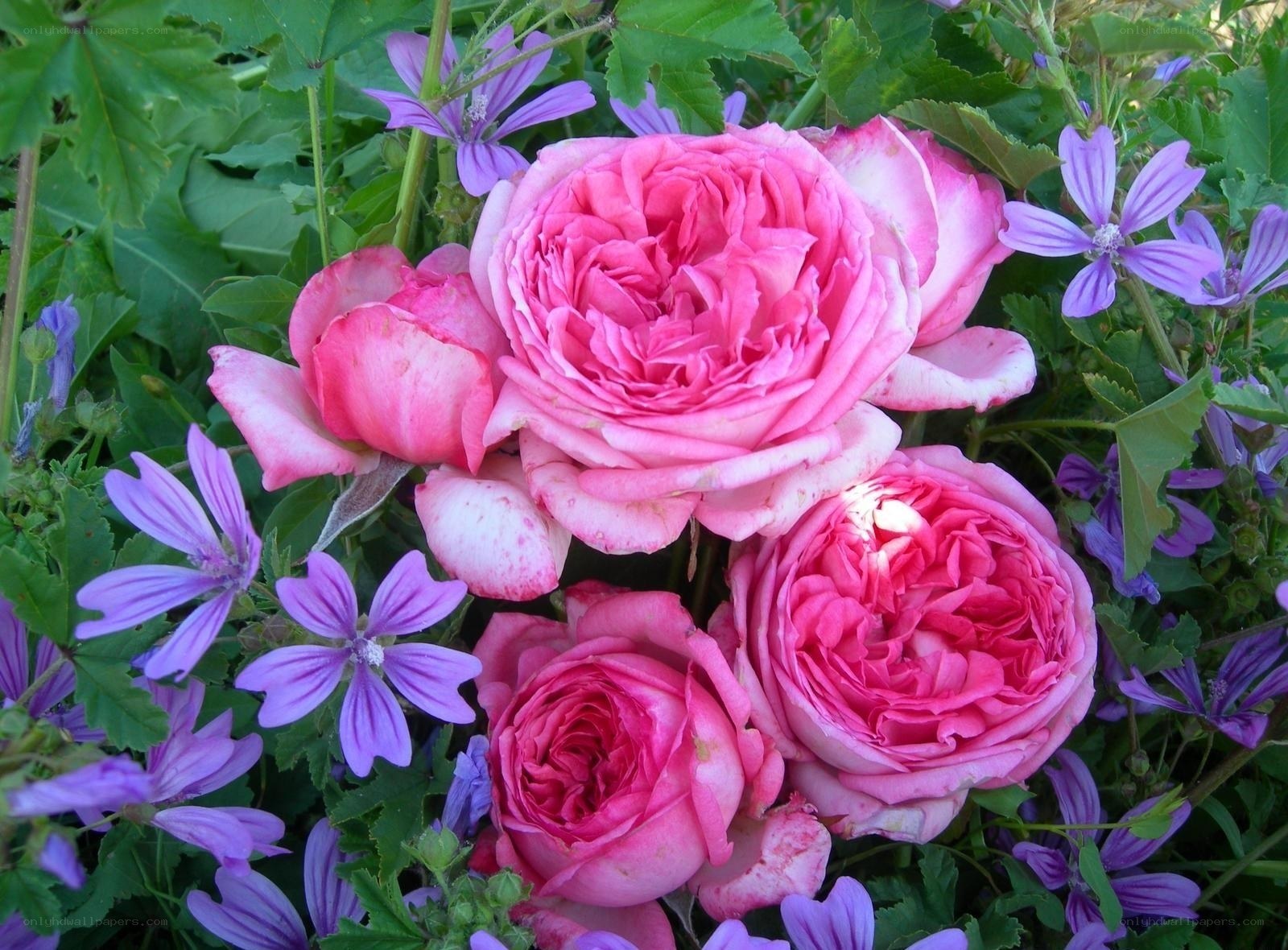 Pink roses and purple flowers