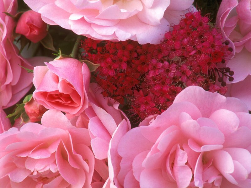 Pink roses and red flowers