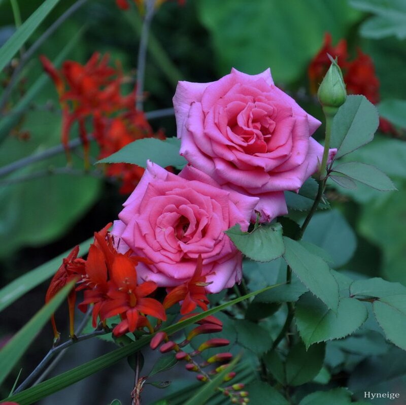 Pink Roses and Red Flowers — Calm, Afternoon