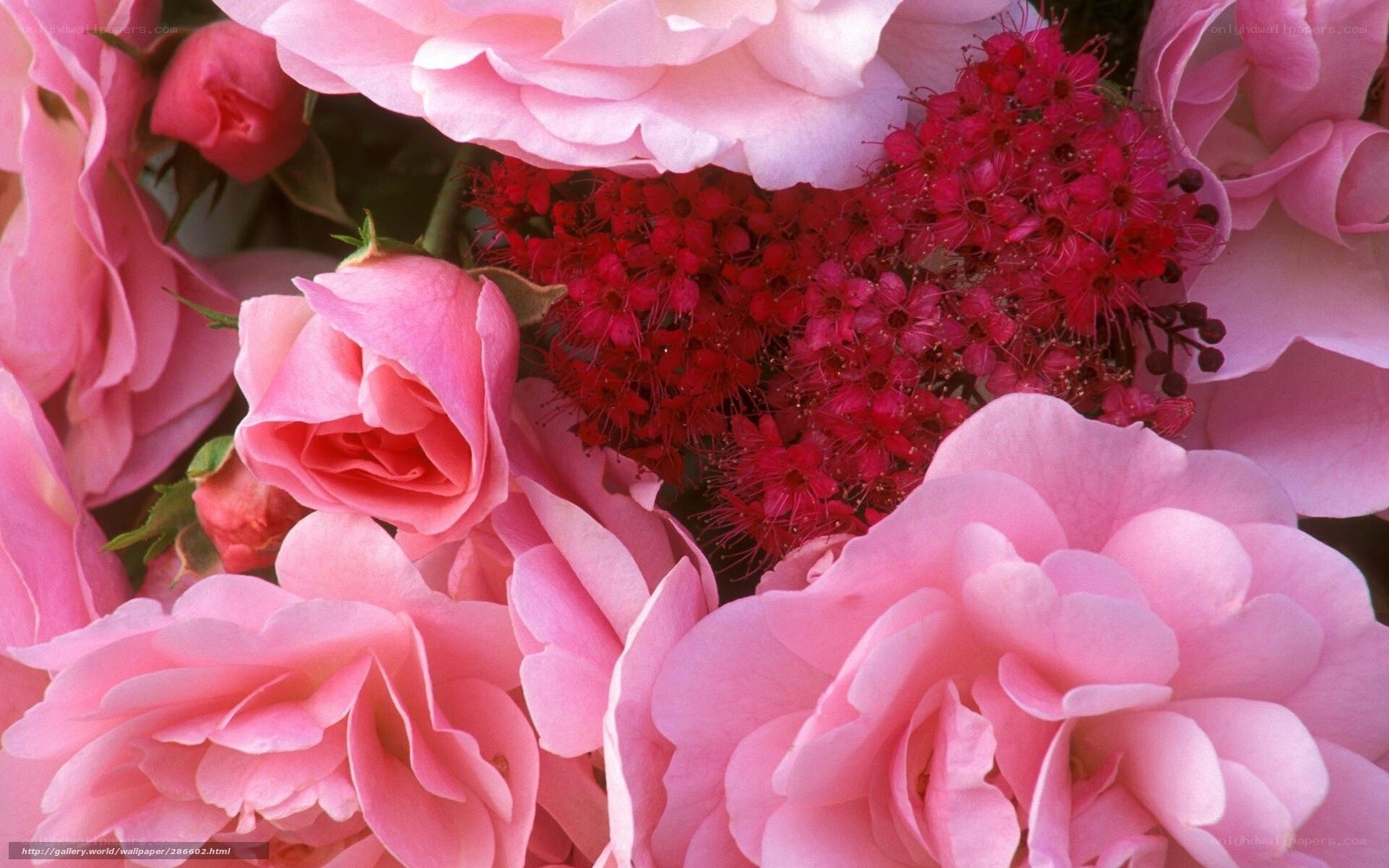 Pink roses and red flowers