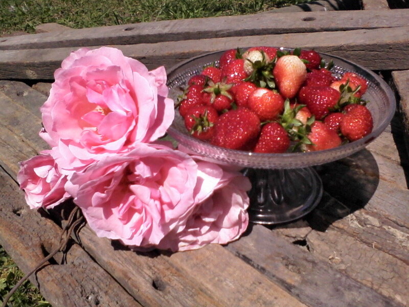 Pink Roses and Strawberries