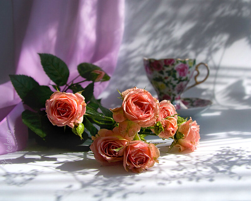 Pink Roses and Teacup — Serene, Morning, Photograph