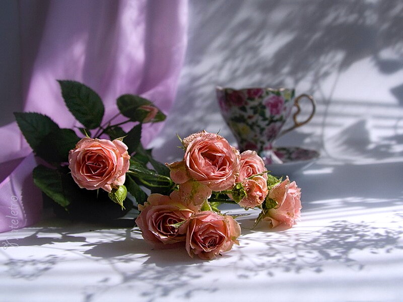 Pink Roses and Teacup — Serene, Morning