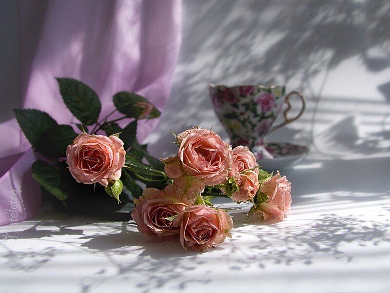 Pink Roses and Teacup