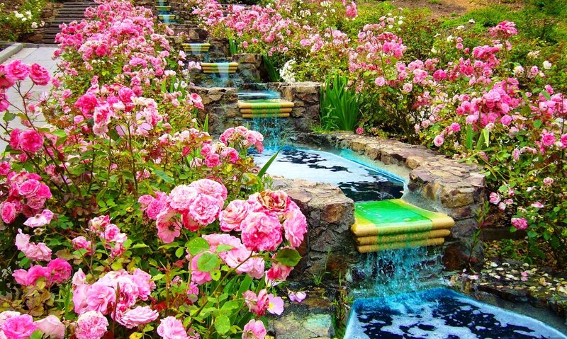 Pink Roses and Waterfall — Serene, Spring